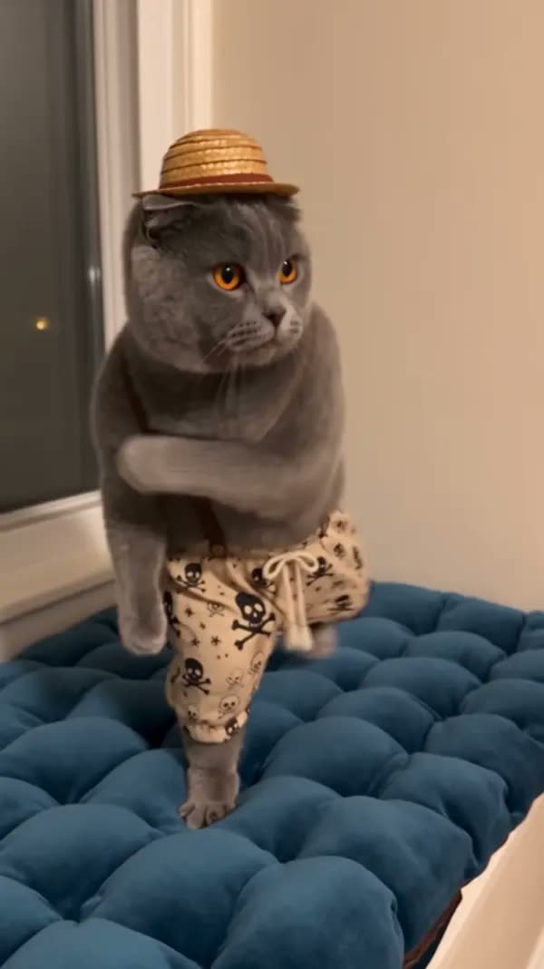 A cat in a pirate outfit dancing in an AI cat dance video